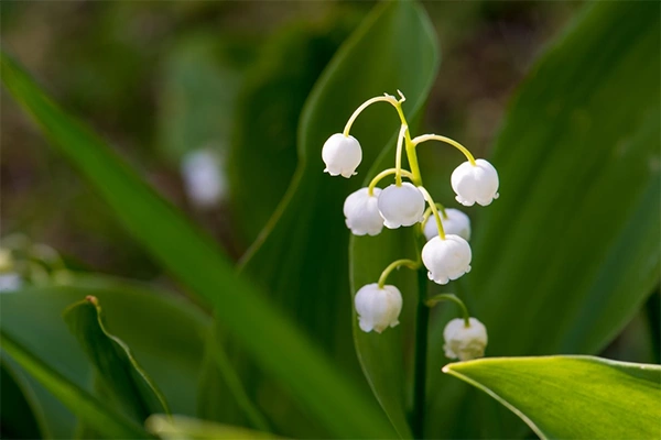Lily of the Valley