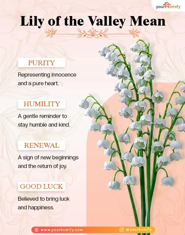 Lily of the Valleys