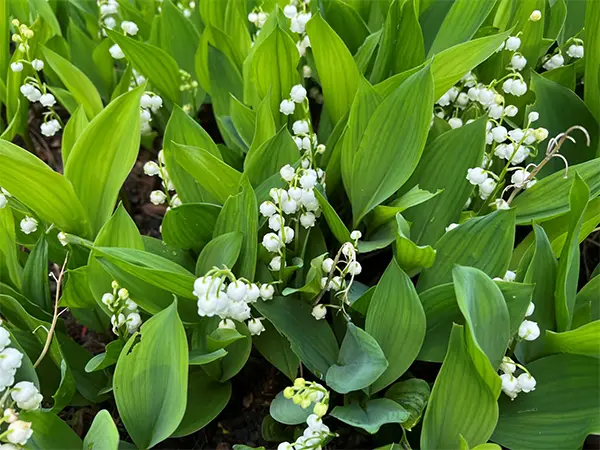 Lily
