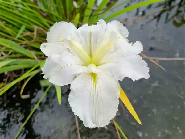 Louisiana Iris