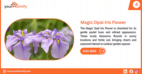 Magic Opal Iris Flower