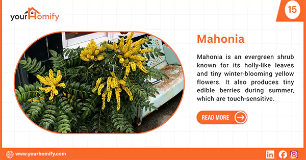 Mahonia