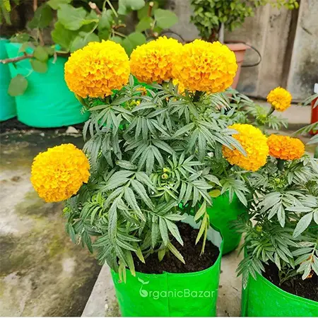 Marigold