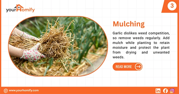 Mulching garlic