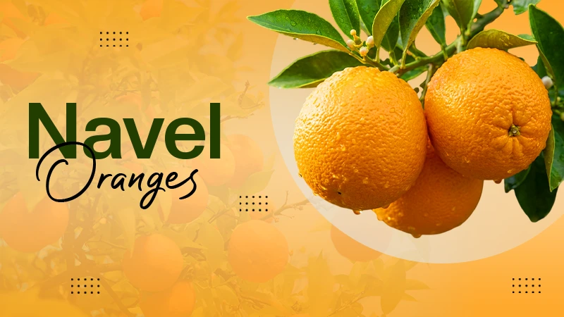 Navel Oranges