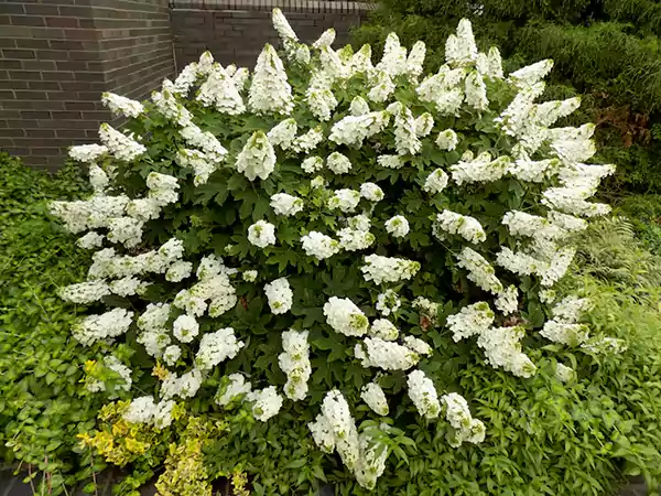 Oakleaf Hydrangea