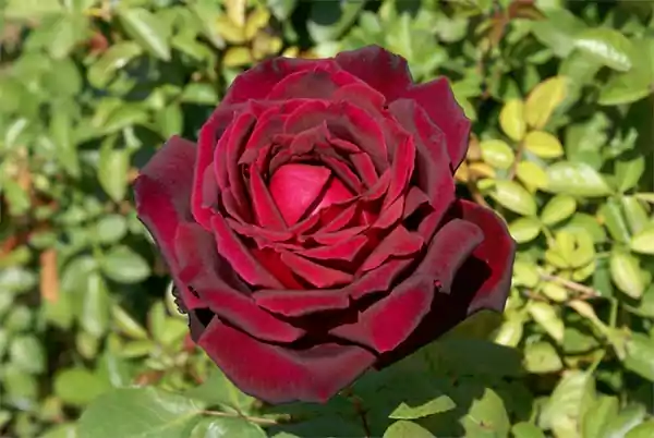 Oklahoma Roses