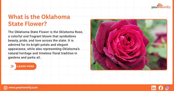Oklahoma State Flower