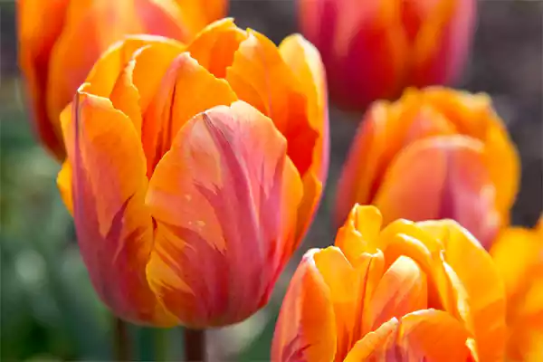 Orange Tulip