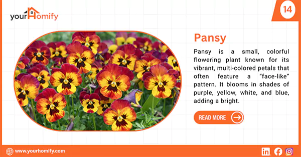 Pansy is an exotic cool season flower known for its vibrant hues.