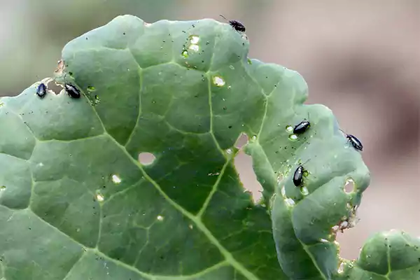 Pest infestation