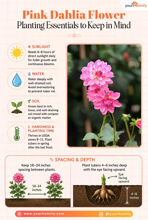 Pink Dahlia Flower - Planting Essentials