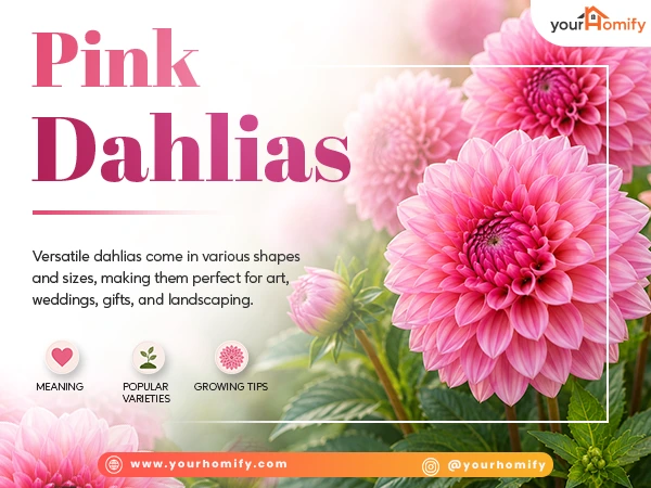 Pink Dahlia versatile