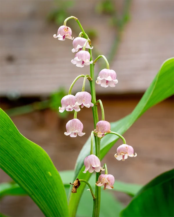 Pink Lily of the Valley