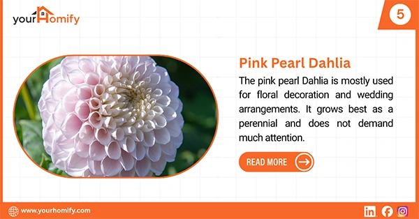 Pink Pearl Dahlia
