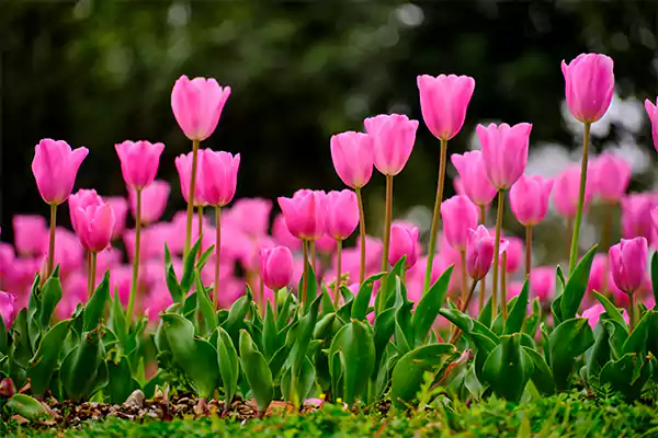 Pink Tulips
