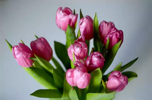 Pink Tulips meaning