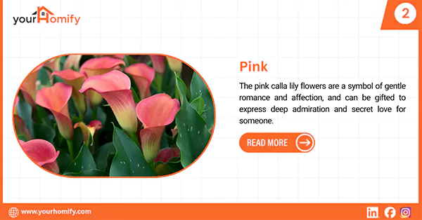 Pink calla lily