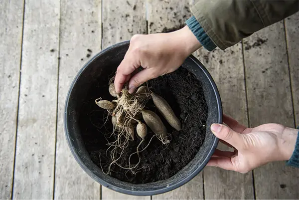 Placing Dahlia Tubers