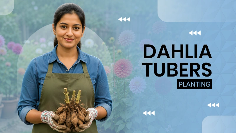Planting Dahlia Tubers