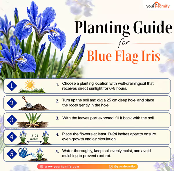 Planting Guide for blue iris flower