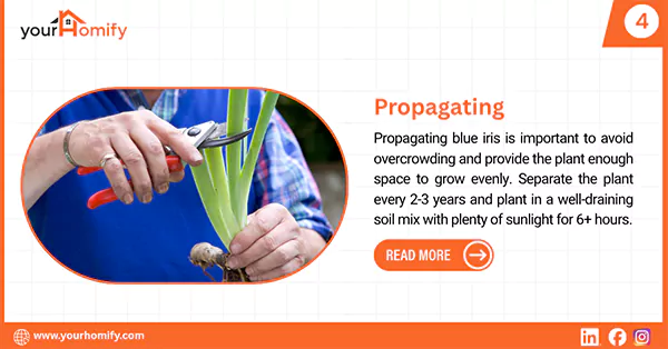 Propagating blue iris