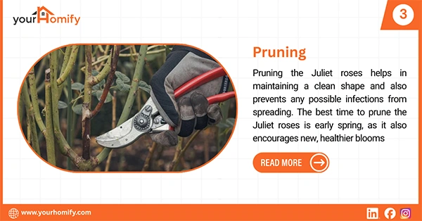 Pruning Juliet roses