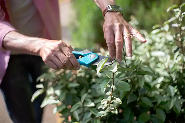 Pruning shears