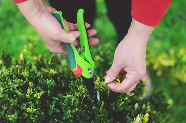 Pruning Shearss