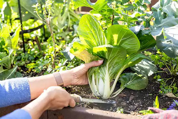 Pruning Yalla Choy