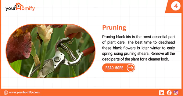 Pruning black iris