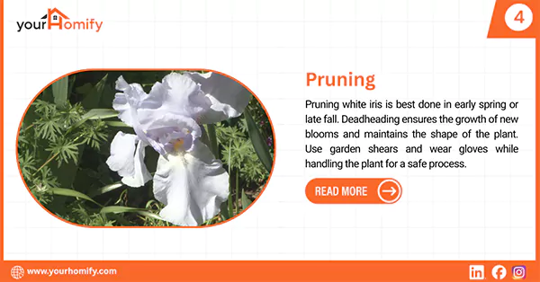 Pruning white iris