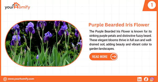 Purple Bearded Iris