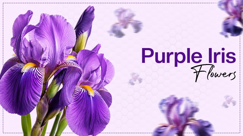 Purple Iris Flower