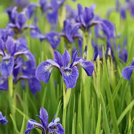 Purple Iris Flower