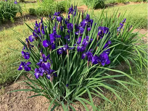 Purple Iris Flower