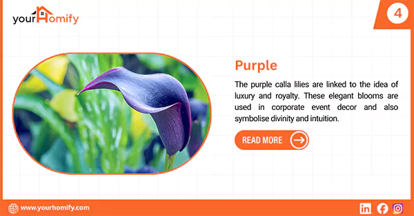 Purple calla lily