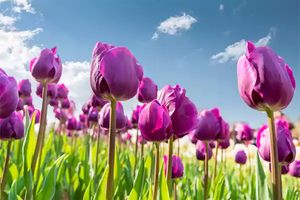 Purple Tulips