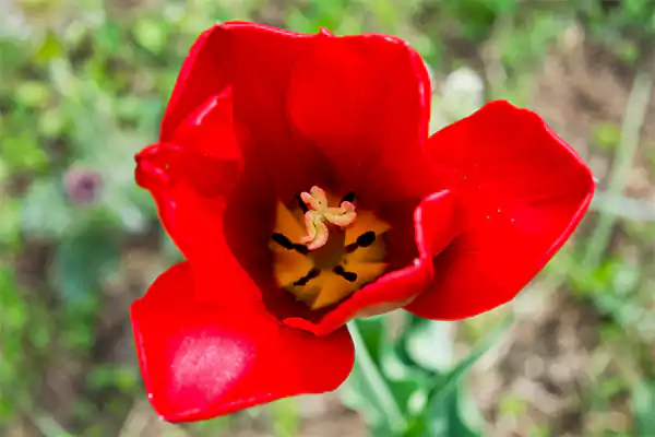 Red Impression Tulip