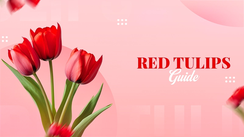 Red Tulips Meaning, Care, and Popular Varieties, How to Grow and Care