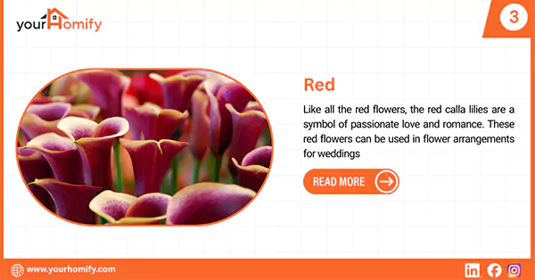 Red calla lily