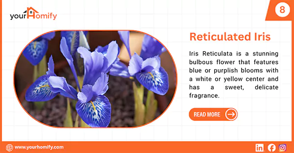 Reticulated Iris
