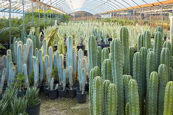 San Pedro Trichocereus