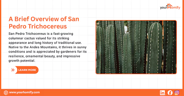 San Pedro Trichocereuss