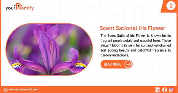 Scent Sational Iris Flower