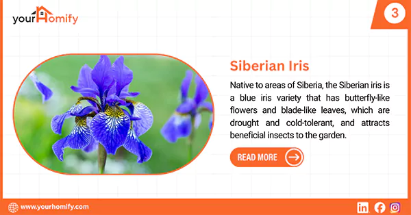 Siberian Iris
