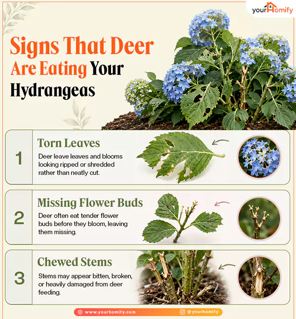 Signs That Deer Are Eating Your Hydrangeas
