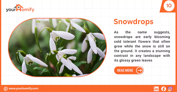 Snowdrop