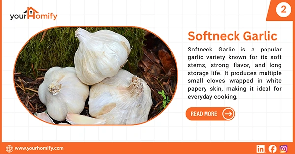 Softneck garlic