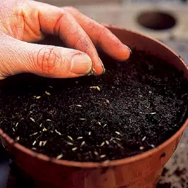 Sowing seeds